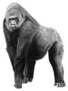 Illustration Of A Gorilla Sticker
