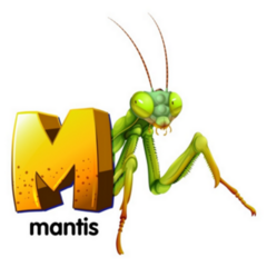 Illustration Of A Letter M Praying Mantis Sticker