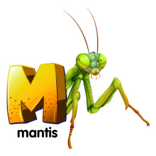 Illustration Of A Letter M Praying Mantis Sticker