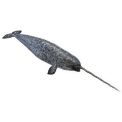 Illustration Of A Narwhal Sticker