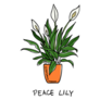Illustration of a Potted Peace Lilly Plant Sticker