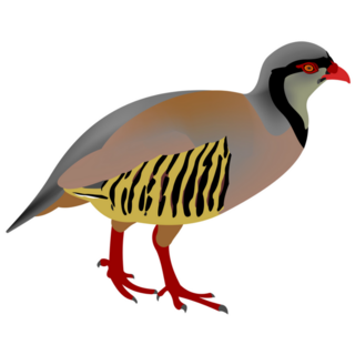Illustration Of A Rock Partridge Sticker