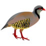 Illustration Of A Rock Partridge Sticker