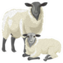 Illustration Of A Sheep With A Lamb Sticker