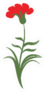 Illustration Of A Single Carnation Flower Sticker