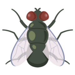 Illustration Of Adult Dung Fly Sticker