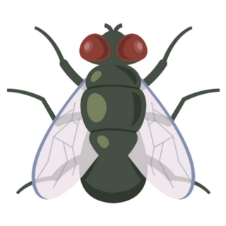 Illustration Of Adult Dung Fly Sticker
