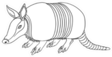 Illustration Of Armadillo Sticker