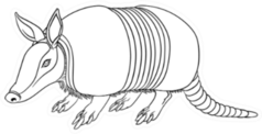 Illustration Of Armadillo Sticker