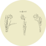 Illustration Of Flowers, Daffodil On Beige Sticker