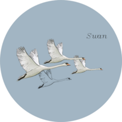 Illustration Of Flying Swans On Blue With Lettering Sticker