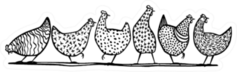 Illustration Of Hand Drawn Chickens In A Line Sticker