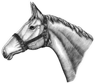 Illustration Of Horse Head Hand Drawn Sticker