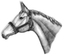 Illustration Of Horse Head Hand Drawn Sticker