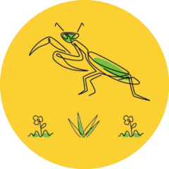 illustration Of Minimalist Cartoon Green Mantis Sticker