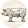 Illustration Of Pig In Graphic Style Sticker