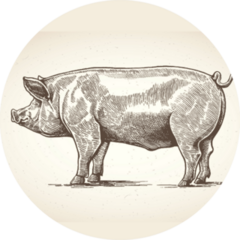 Illustration Of Pig In Graphic Style Sticker
