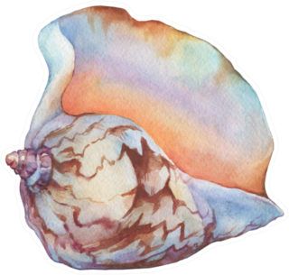 Illustration Of Sea Shells Watercolor Pastel Sticker
