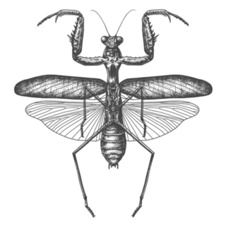 Illustration Of The Insect Praying Mantis Sticker
