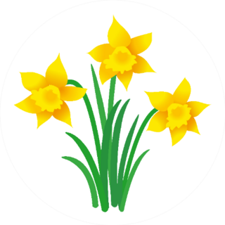 Illustration Of Three Daffodils With Leaves Sticker