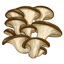 Illustration Oyster Mushrooms Hand Drawn Isolated Sticker