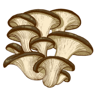 Illustration Oyster Mushrooms Hand Drawn Isolated Sticker