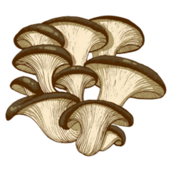 Illustration Oyster Mushrooms Hand Drawn Isolated Sticker