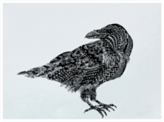 Illustration  the Black Crow Sticker