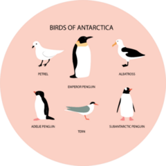 Illustration With Birds Of Antarctica: Emperor Penguin On Pink Sticker