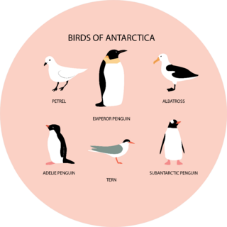 Illustration With Birds Of Antarctica: Emperor Penguin On Pink Sticker