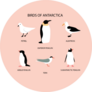 Illustration With Birds Of Antarctica: Emperor Penguin On Pink Sticker