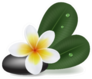 Illustration With Natural Plumeria Flower Sticker