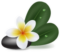 Illustration With Natural Plumeria Flower Sticker