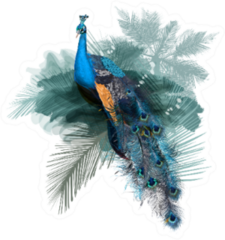 Illustration With Realistic Peacock Bird On Palm Jungle Sticker