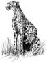 Image Of A Cheetah Sitting In The Grass Sticker