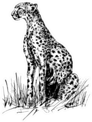 Image Of A Cheetah Sitting In The Grass Sticker