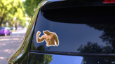 Image Of A Male Torso Flexing Biceps Sticker on a Rear Car Window (New) example