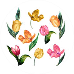 Image Of Colorful Tulips On A White Background Sticker