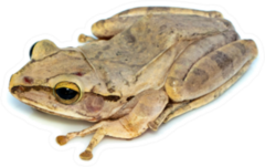 Image Of Common Tree Frog Sticker