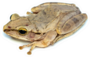 Image Of Common Tree Frog Sticker