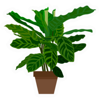 Indoor Calathea Tropical Plant Sticker