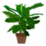 Indoor Calathea Tropical Plant Sticker