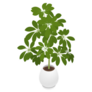 Indoor Hawaiian Schefflera Tropical Plant Sticker
