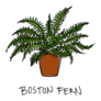 Indoor Potted Boston Fern Sticker