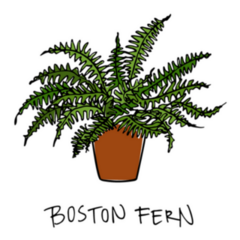 Indoor Potted Boston Fern Sticker