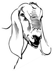 Ink Drawing Of Goat Sticker