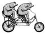 Ink Drawing Of Two Bears Riding Tandem Bicycle Sticker