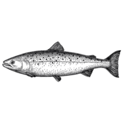 Ink Sketch of Salmon Black and White Vintage Sticker