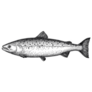 Ink Sketch of Salmon Black and White Vintage Sticker