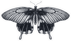 Ink Sketch of Tropical Butterfly Sticker